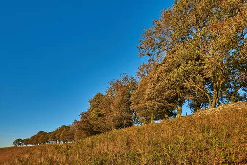 This landscape photograph, taken in the late afternoon during autumn 2018, features a ridge of trees displaying seasonal foliage in the North Yorkshire Moors, United Kingdom. The image showcases a rural scene defined by nature, with the trees lining the crest of a gentle slope under a clear blue sky. The rural setting highlights the natural beauty of the area and conveys the characteristic landscape of the North Yorkshire Moors in autumn.